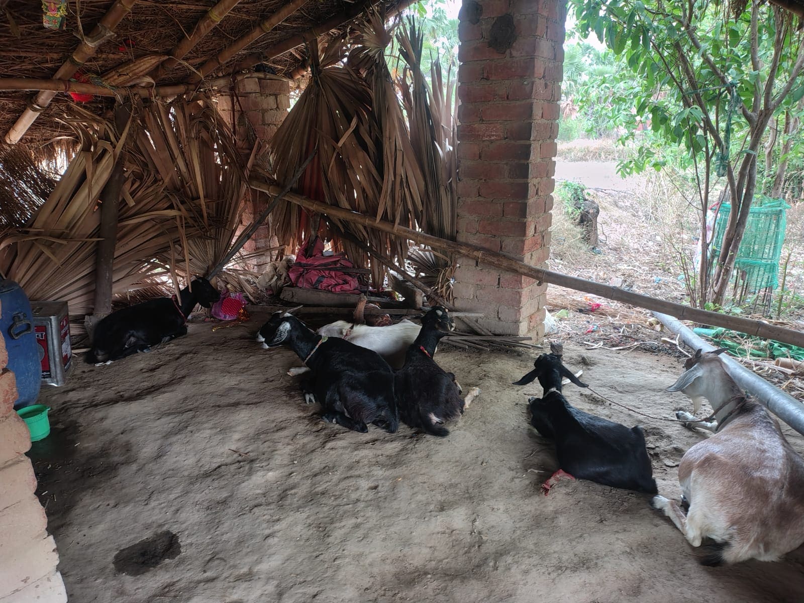 Delyfresh Farm Tech Gallery – Bihar Pashupalan